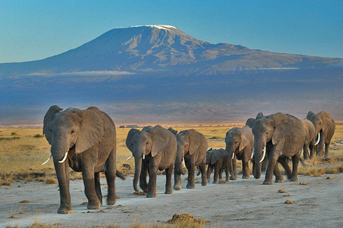 A family of African elephants in Amboseli National Park: note the protected position of the calves in the middle of the group: Photograph by Amoghavarsha Courtesy of Wikipedia
